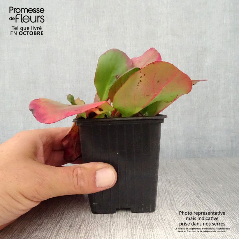 Amostra de Bergénia cordifolia Eroïca Vaso de 8/9 cm tal como entregue no outono