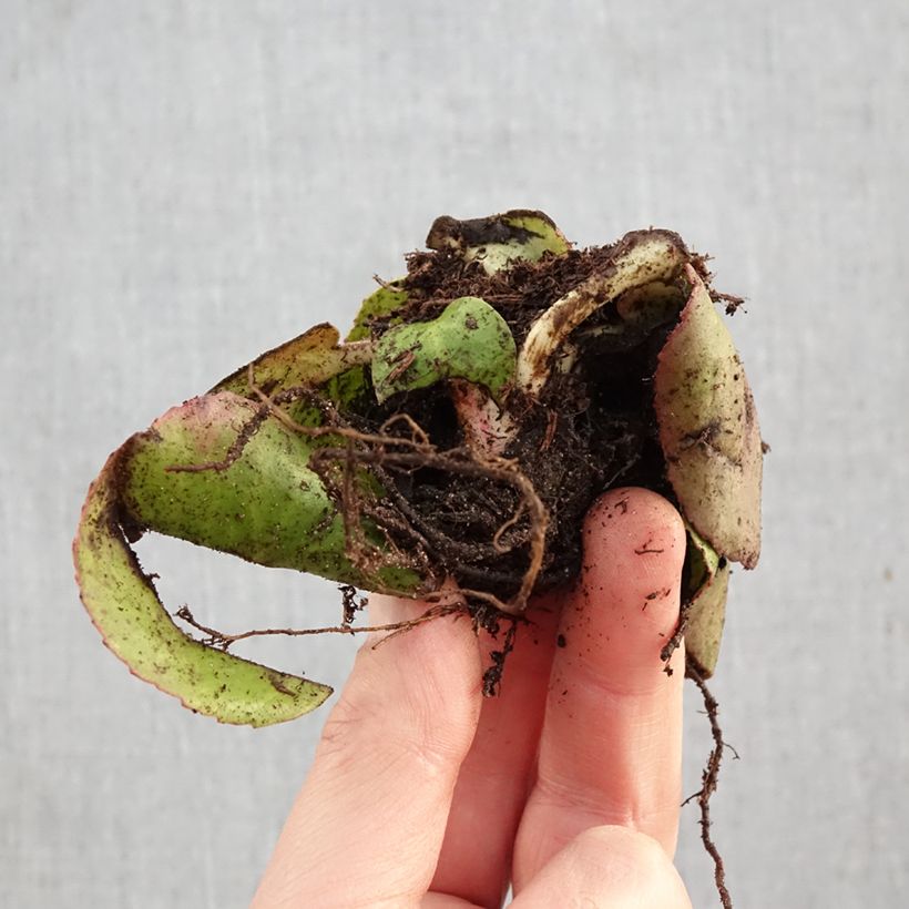 Amostra de Bergénia cordifolia Raízes nuas tal como entregue no inverno