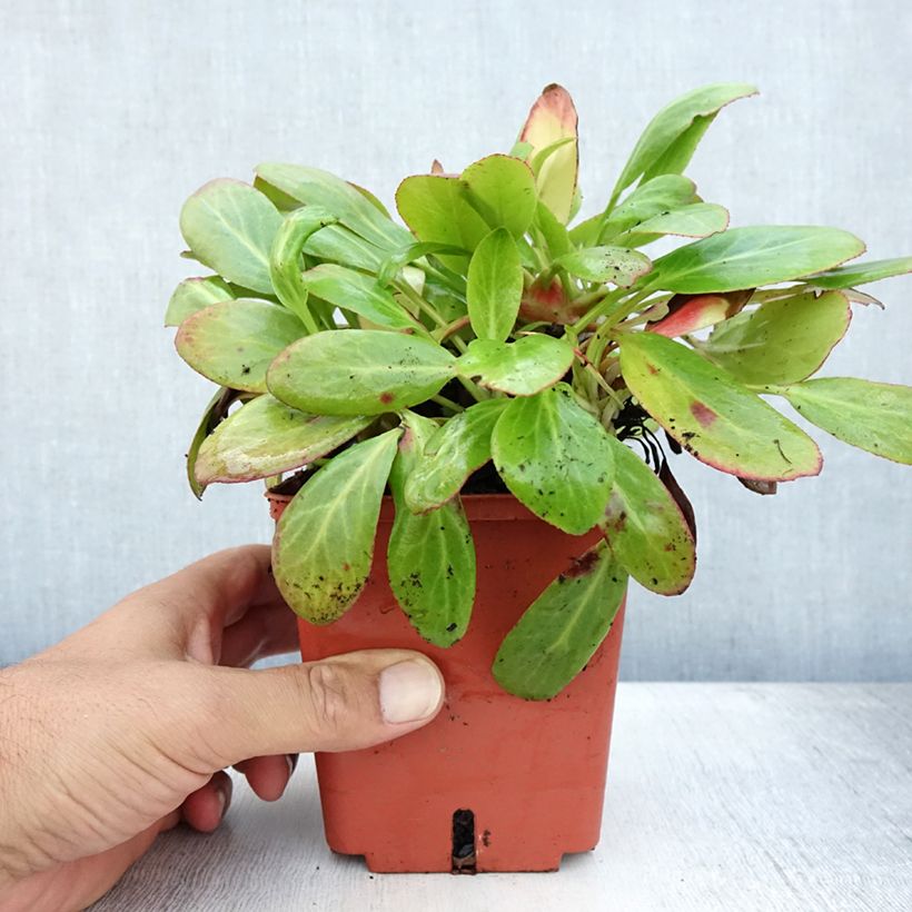 Amostra de Bergénia cordifolia Silberlicht Vaso de 1 L/1,5 L tal como entregue no verão