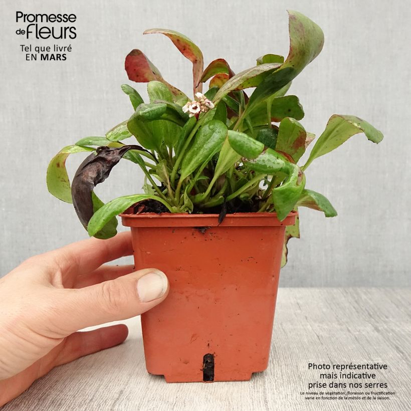 Amostra de Bergénia cordifolia Silberlicht Vaso de 1 L/1,5 L tal como entregue na primavera