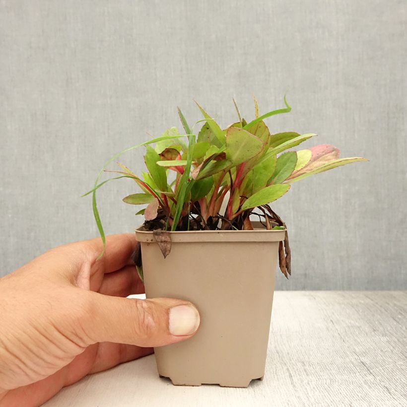 Amostra de Bergénia Flirt Vaso de 8/9 cm tal como entregue no verão