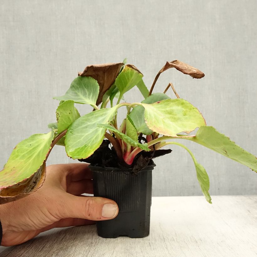 Amostra de Bergénia Harzkristall Vaso de 8/9 cm tal como entregue no outono