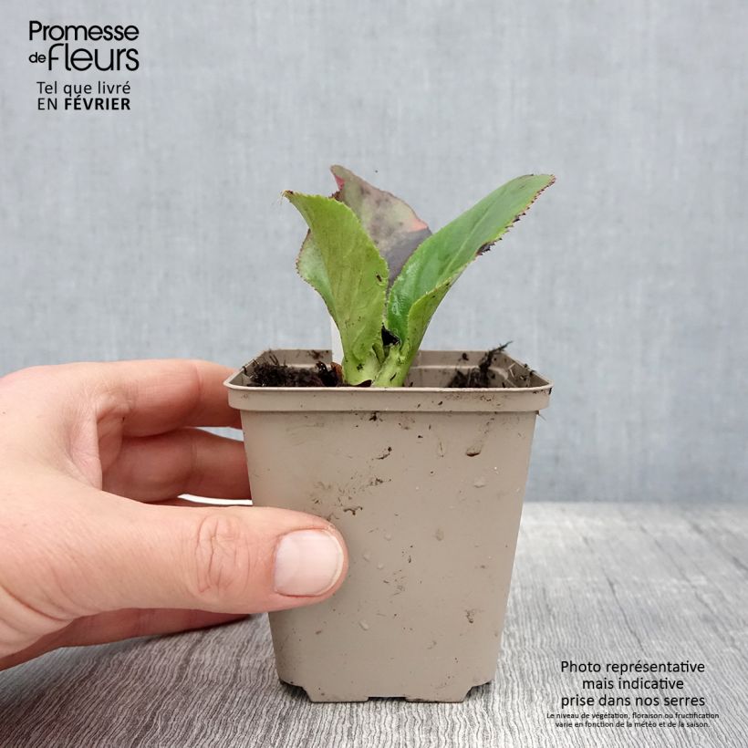 Amostra de Bergenia Ice Queen - Plante des savetiers Vaso de 8/9 cm tal como entregue no inverno