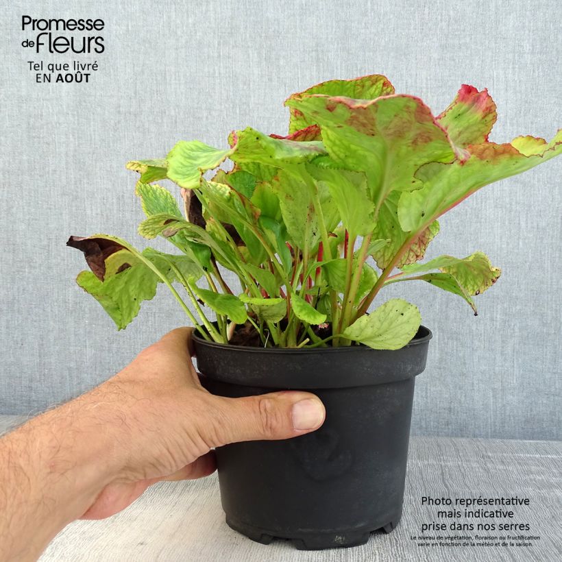 Amostra de Bergénia cordifolia Morgenrote Vaso de 2 L/3 L tal como entregue no verão