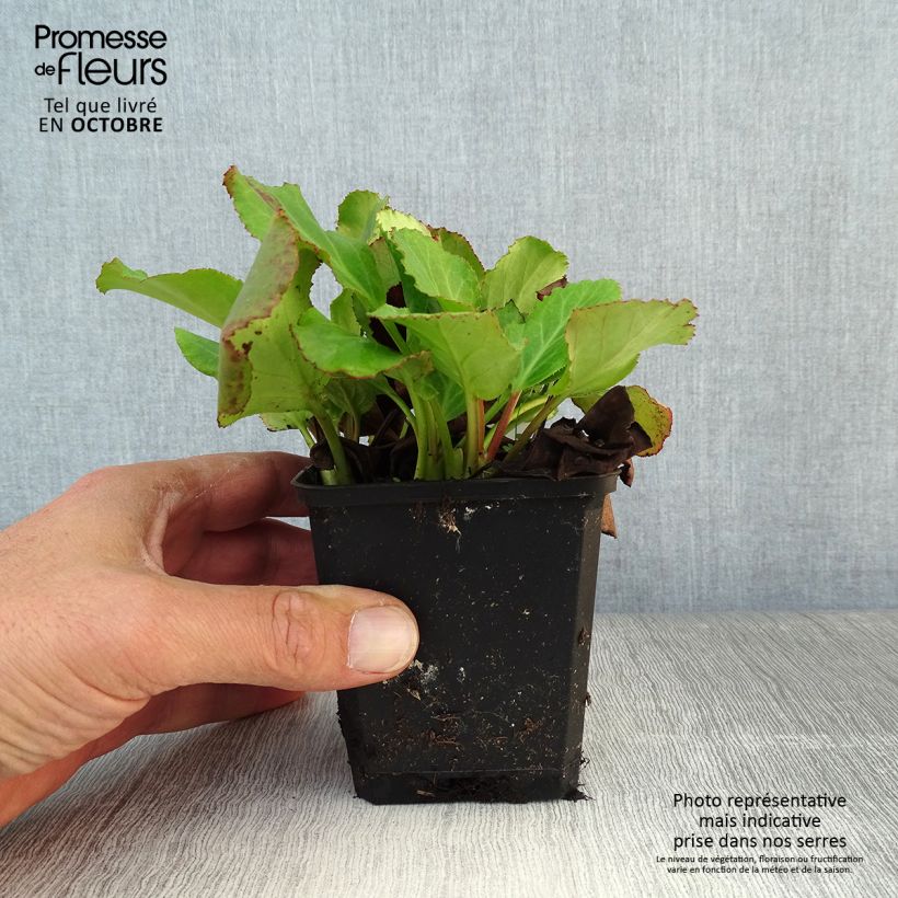 Amostra de Bergénia cordifolia Morgenrote Vaso de 8/9 cm tal como entregue no outono