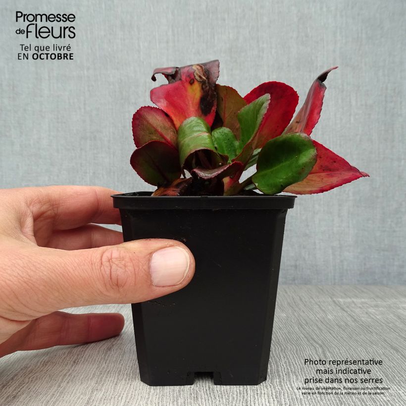 Amostra de Bergénia Ouvertüre Vaso de 8/9 cm tal como entregue no outono