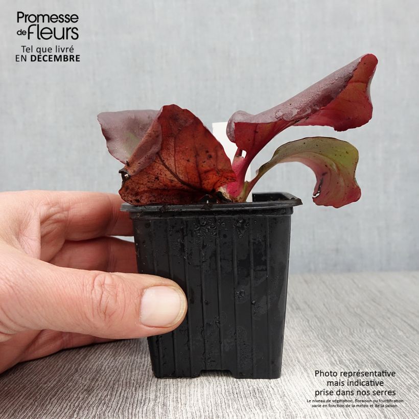 Amostra de Bergénia purpurascens Vaso de 8/9 cm tal como entregue no outono