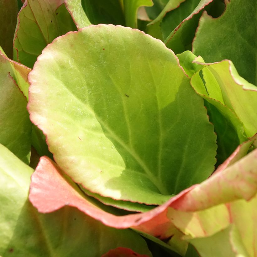 Bergénia purpurascens (Folhagem)