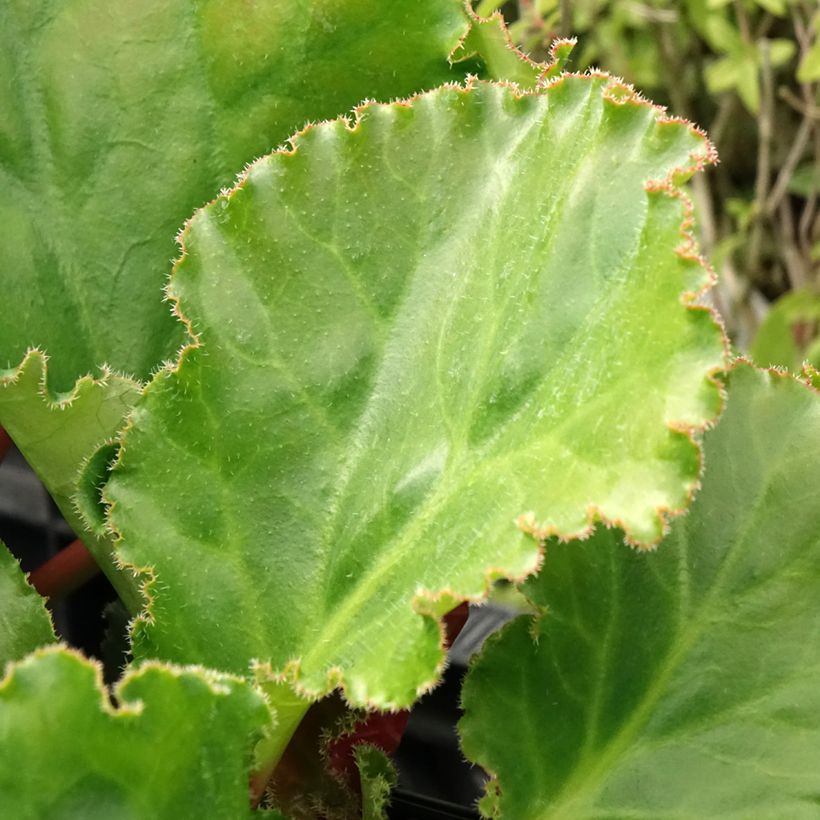 Bergénia Ripple Effect (Folhagem)