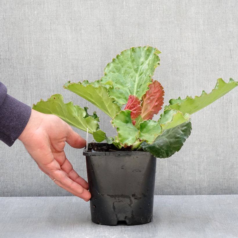 Amostra de Bergenia Ripple Effect Vaso de 2 L/3 L tal como entregue na primavera