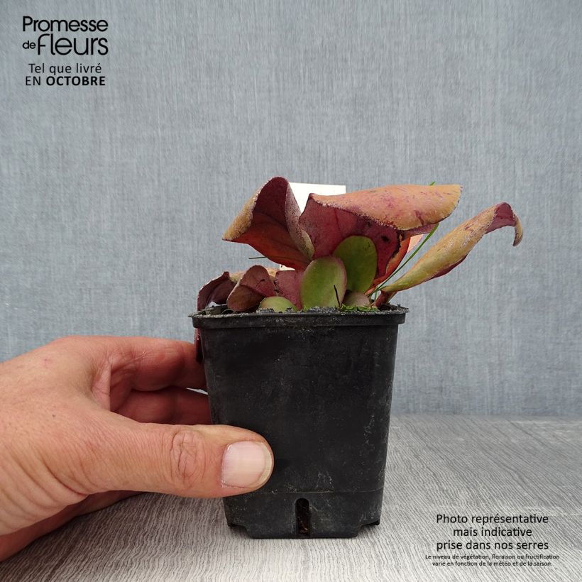 Amostra de Bergénia cordifolia Rotblum Vaso de 7/8 cm tal como entregue no outono
