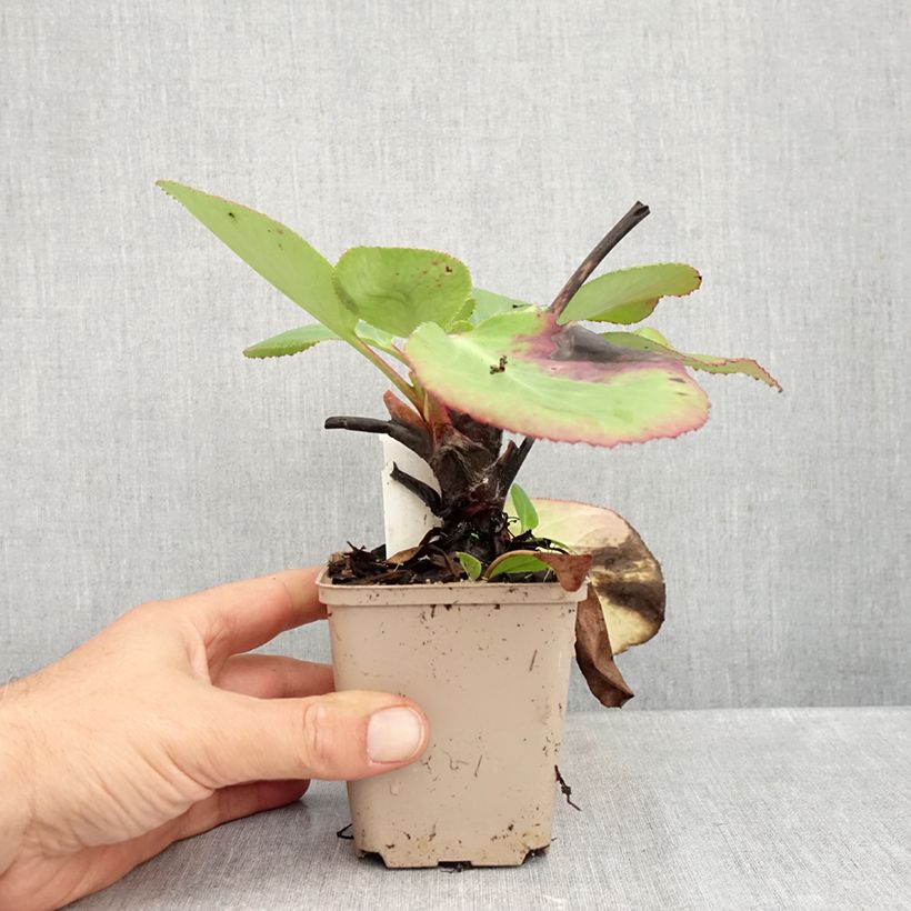 Amostra de Bergénia schmidtii Vaso de 8/9 cm tal como entregue no outono