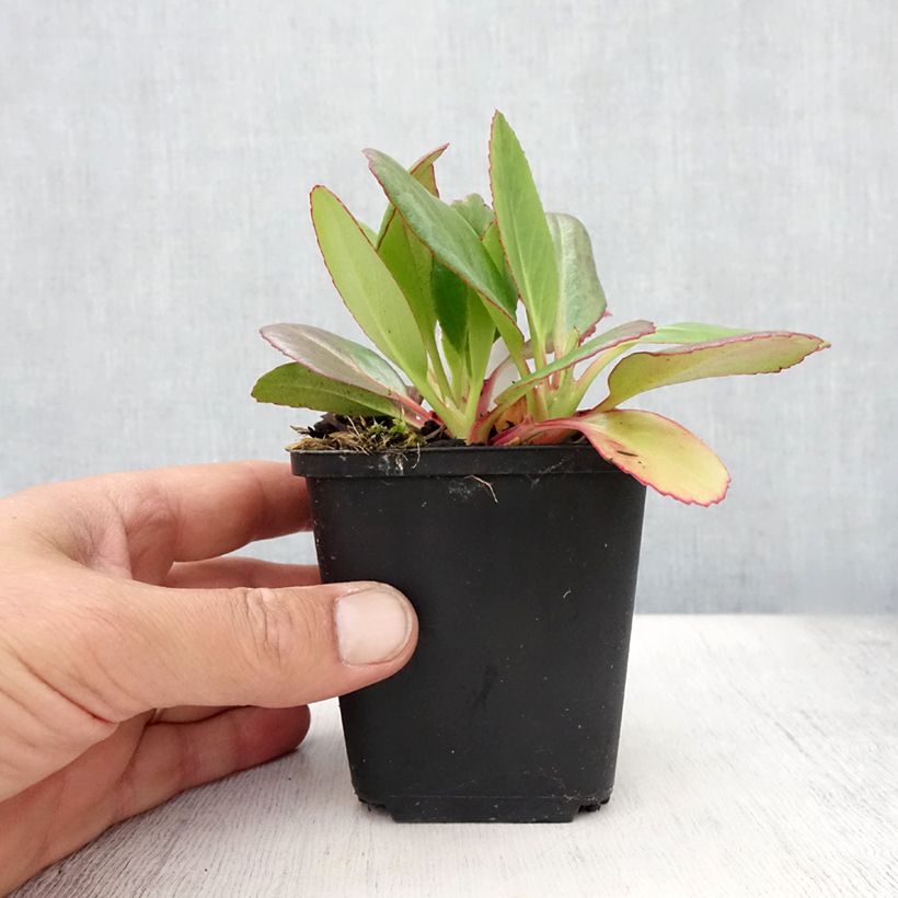 Amostra de Bergénia Wintermarchen Vaso de 8/9 cm tal como entregue no verão