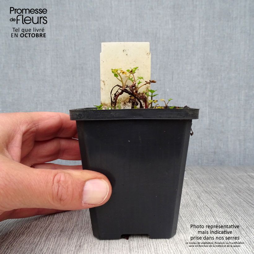 Amostra de Berula erecta Vaso de 8/9 cm tal como entregue no outono