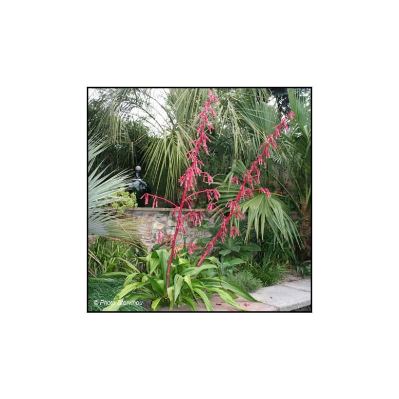 Beschorneria septentrionalis (Hábito)