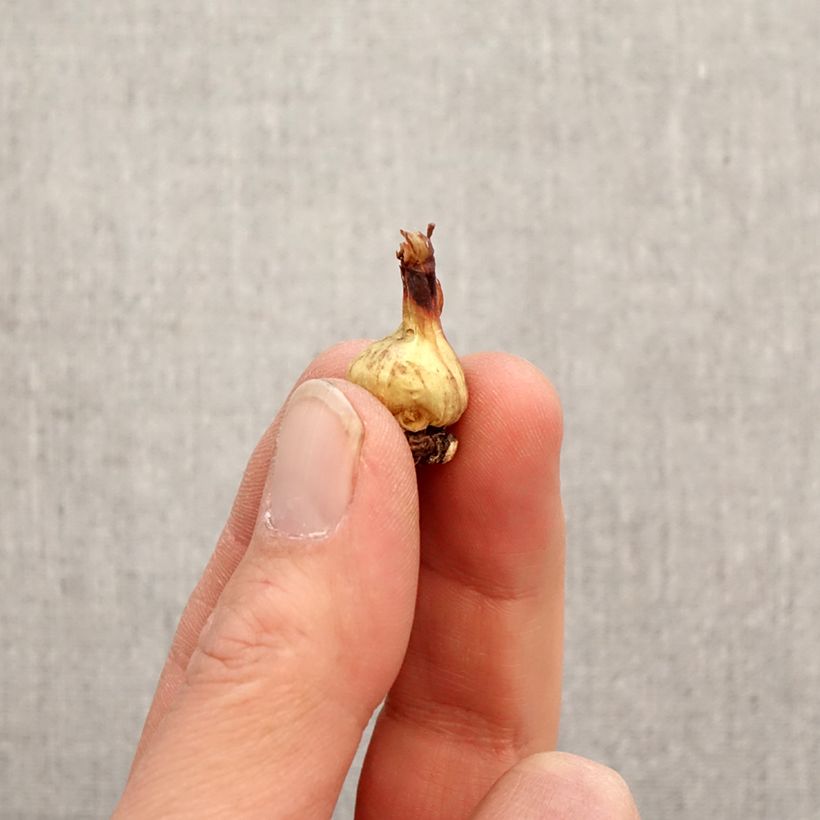 Amostra de Bessera elegans Bulbo Calibre 5+ tal como entregue na primavera