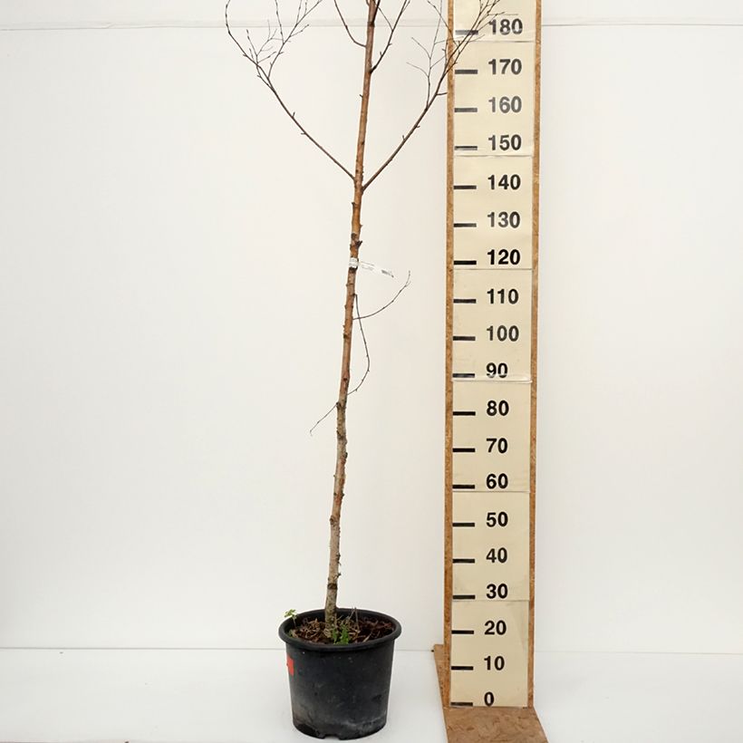 Amostra de Betula ermanii Holland Vaso de 12 L/15 L tal como entregue no outono