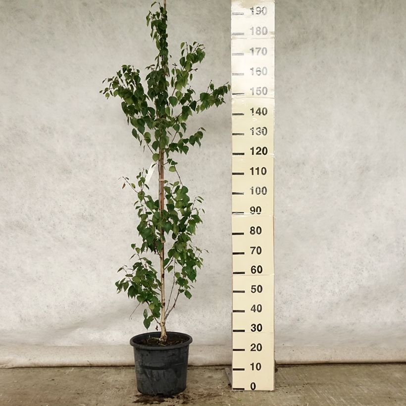 Amostra de Betula ermanii Holland Vaso de 12 L/15 L tal como entregue no verão