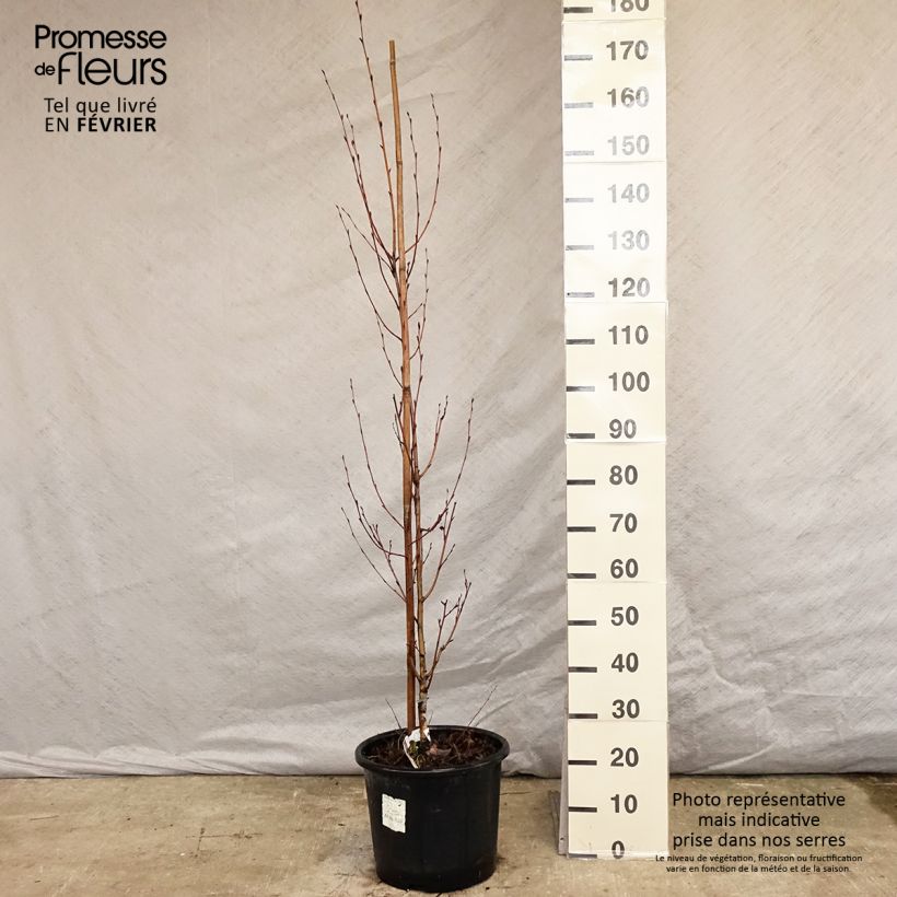 Amostra de Betula ermanii Holland - Bouleau d'Erman  Vaso de 12 L/15 L tal como entregue no inverno