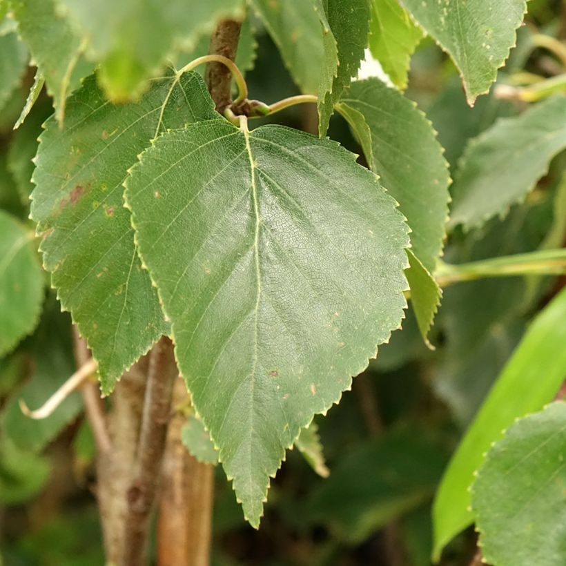 Betula ermanii Holland (Folhagem)