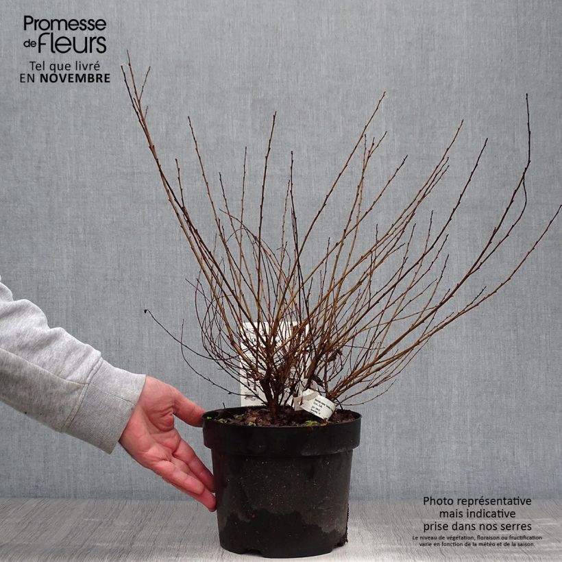 Amostra de Betula nana Golden Treasure Vaso de 3 L/4 L tal como entregue no outono