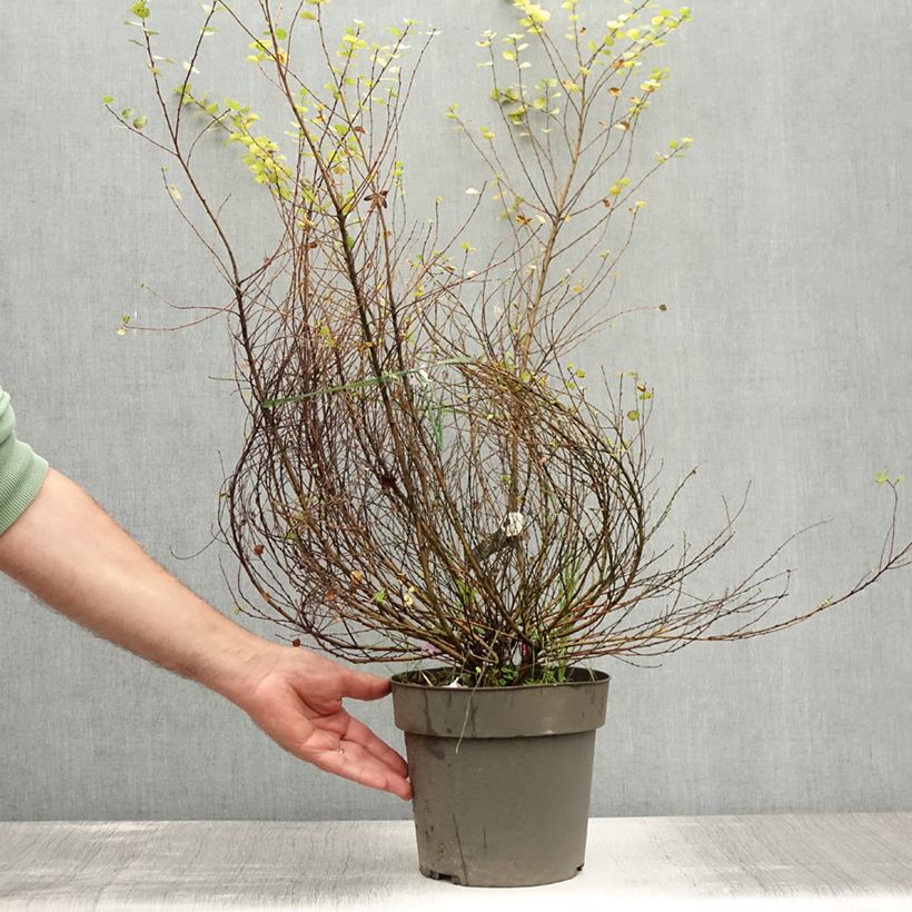 Amostra de Betula nana Golden Treasure Vaso de 3 L/4 L tal como entregue no verão
