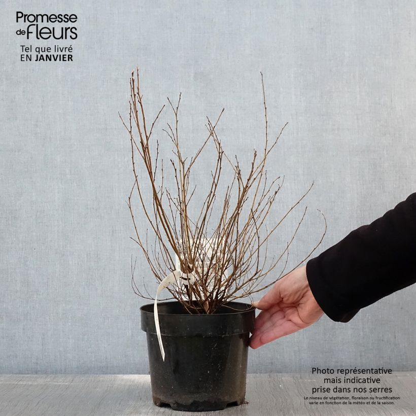 Amostra de Betula nana Golden Treasure Vaso de 3 L/4 L tal como entregue no inverno