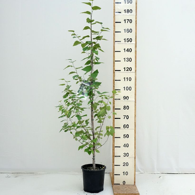 Amostra de Betula papyrifera Vaso de 7,5 L/10 L tal como entregue no verão