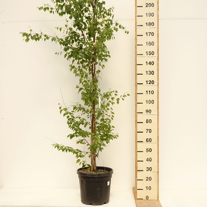 Amostra de Betula pendula Vaso de 18 L/20 L tal como entregue na primavera