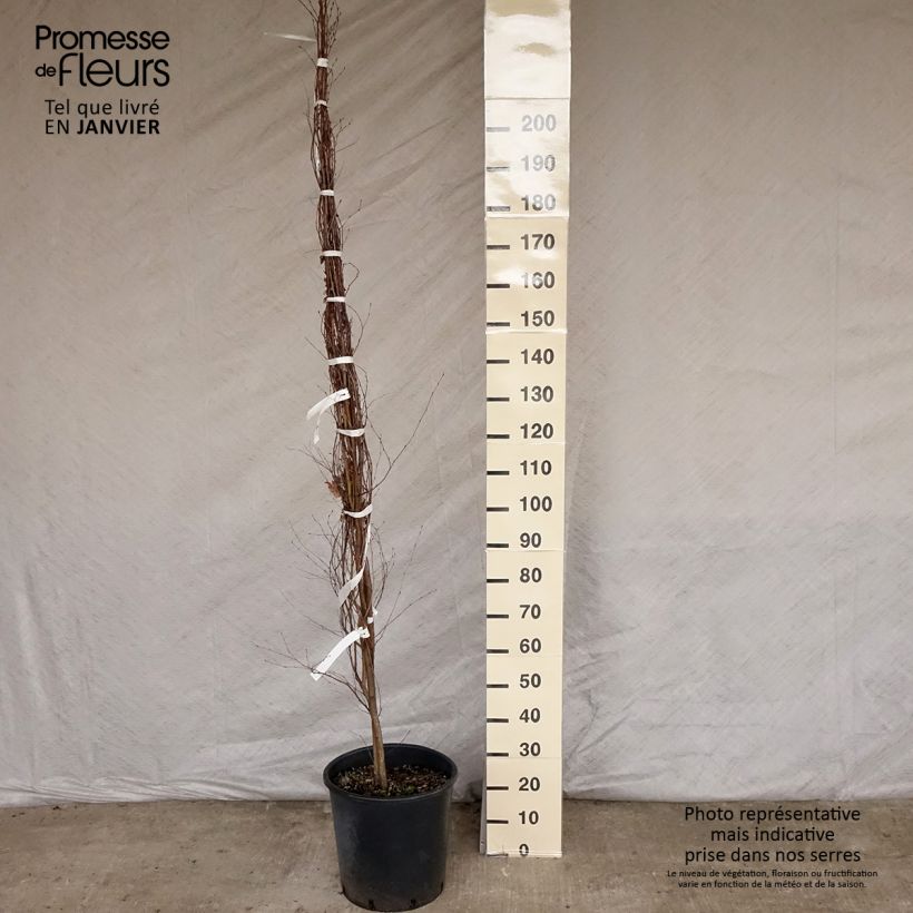 Amostra de Betula pendula Vaso de 18 L/20 L tal como entregue no inverno