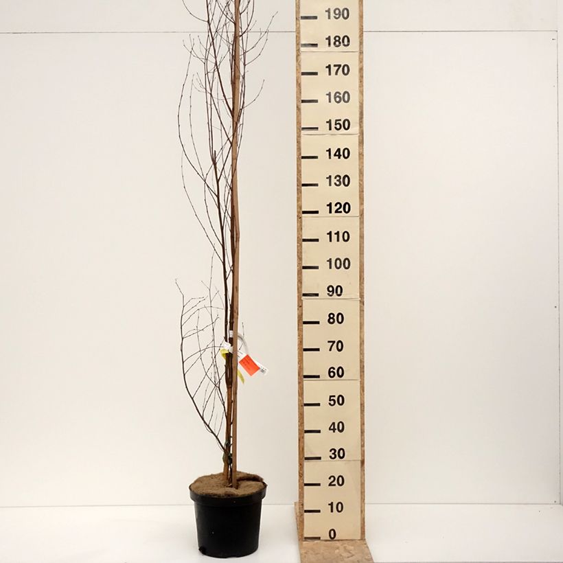 Amostra de Betula pendula Fastigiata - Bouleau fastigié Vaso de 7,5 L/10 L tal como entregue no inverno