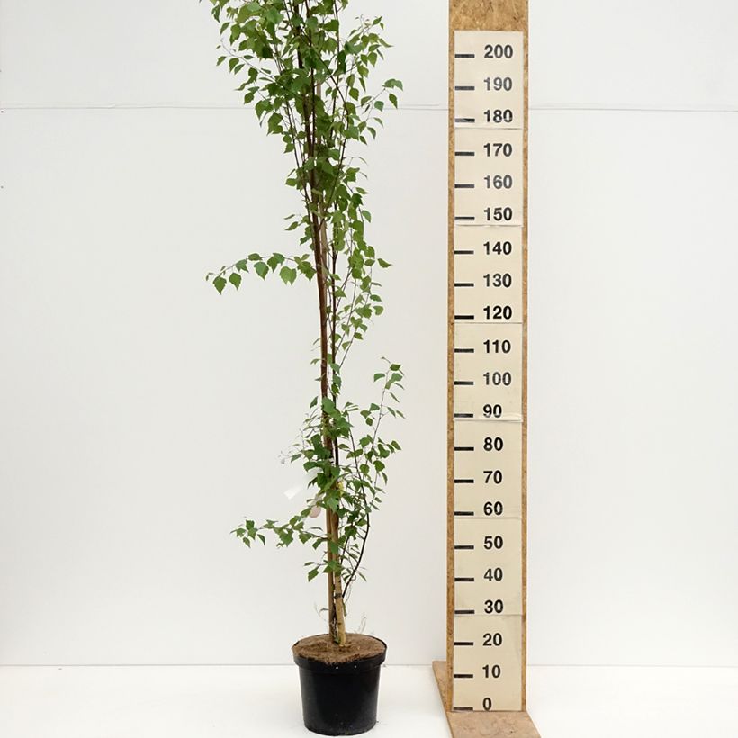 Amostra de Betula pendula Fastigiata Vaso de 7,5 L/10 L tal como entregue na primavera