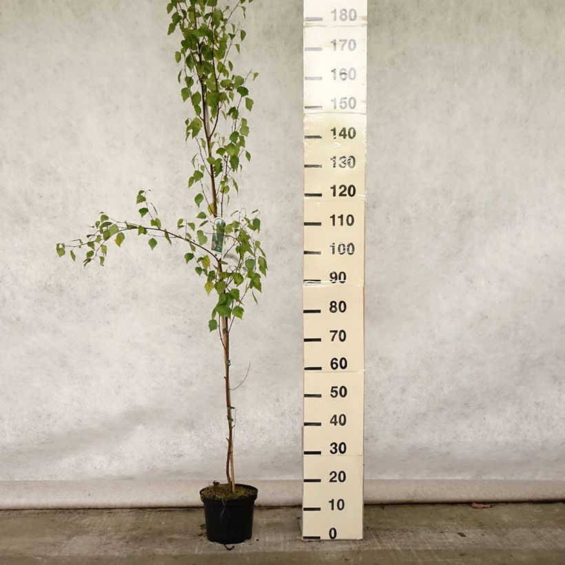 Amostra de Betula pendula Fastigiata Vaso de 3 L/4 L tal como entregue no verão
