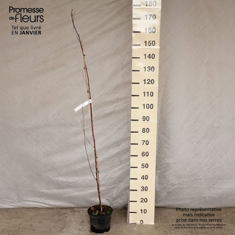 Amostra de Betula pendula Fastigiata - Bouleau fastigié Vaso de 3 L/4 L tal como entregue no inverno