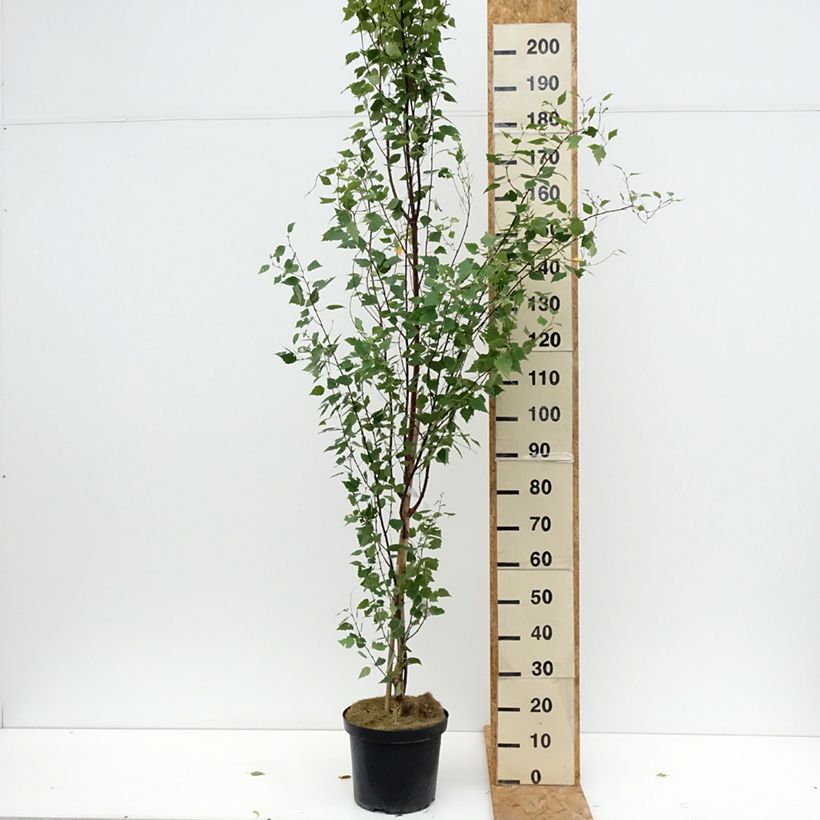 Amostra de Betula pendula Fastigiata Vaso de 7,5 L/10 L tal como entregue no verão