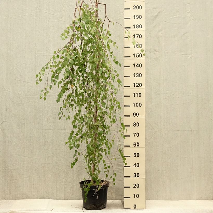 Amostra de Betula pendula Magical Globe Vaso de 7,5 L/10 L tal como entregue no verão