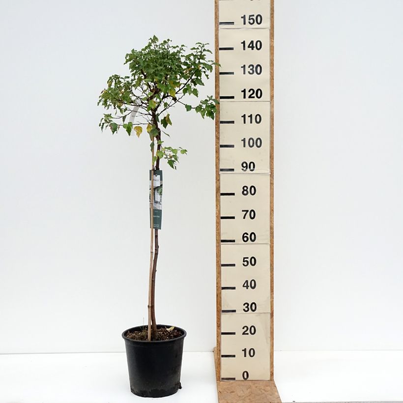 Amostra de Betula pendula Magical Globe Vaso de 7,5 L/10 L tal como entregue no outono