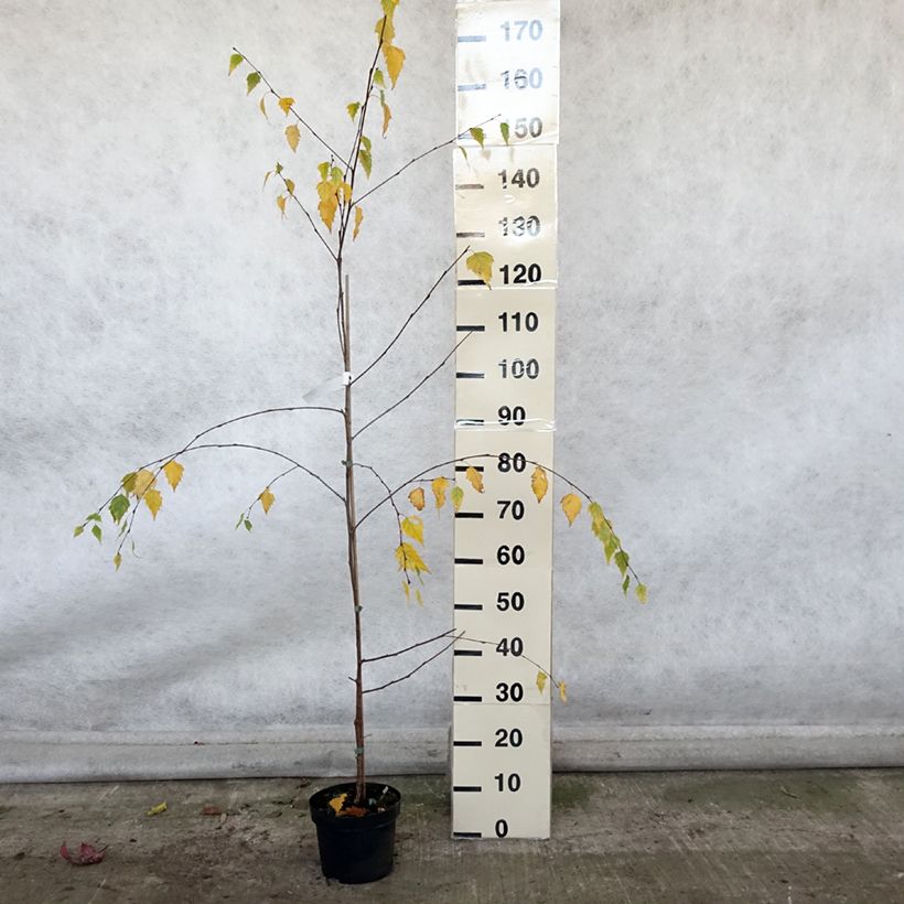 Amostra de Betula pendula Tristis Vaso de 2 L/3 L tal como entregue no outono