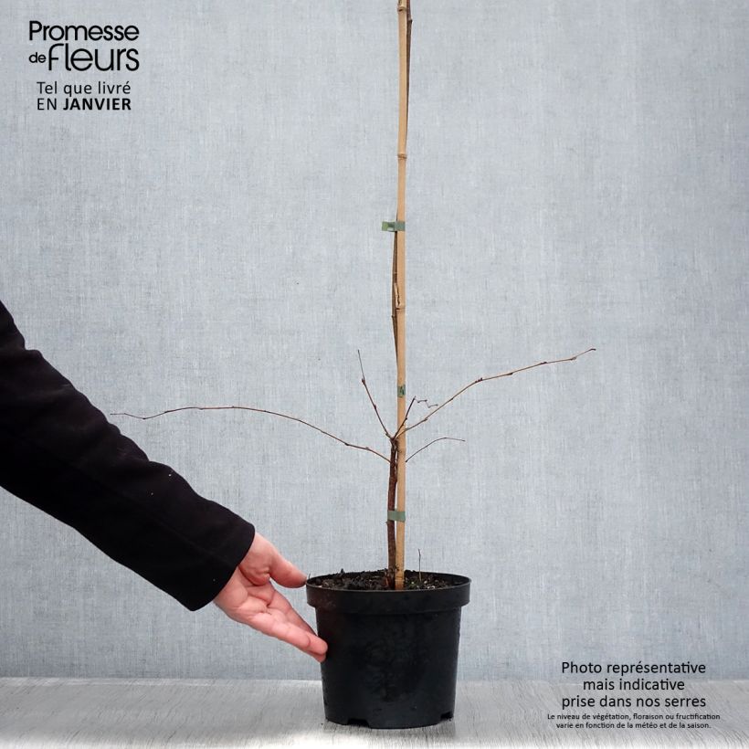 Amostra de Betula pendula Tristis - Bouleau pleureur Vaso de 2 L/3 L tal como entregue no inverno