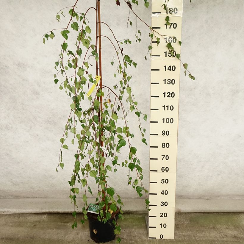 Amostra de Betula pendula Youngii Vaso de 7,5 L/10 L tal como entregue no verão