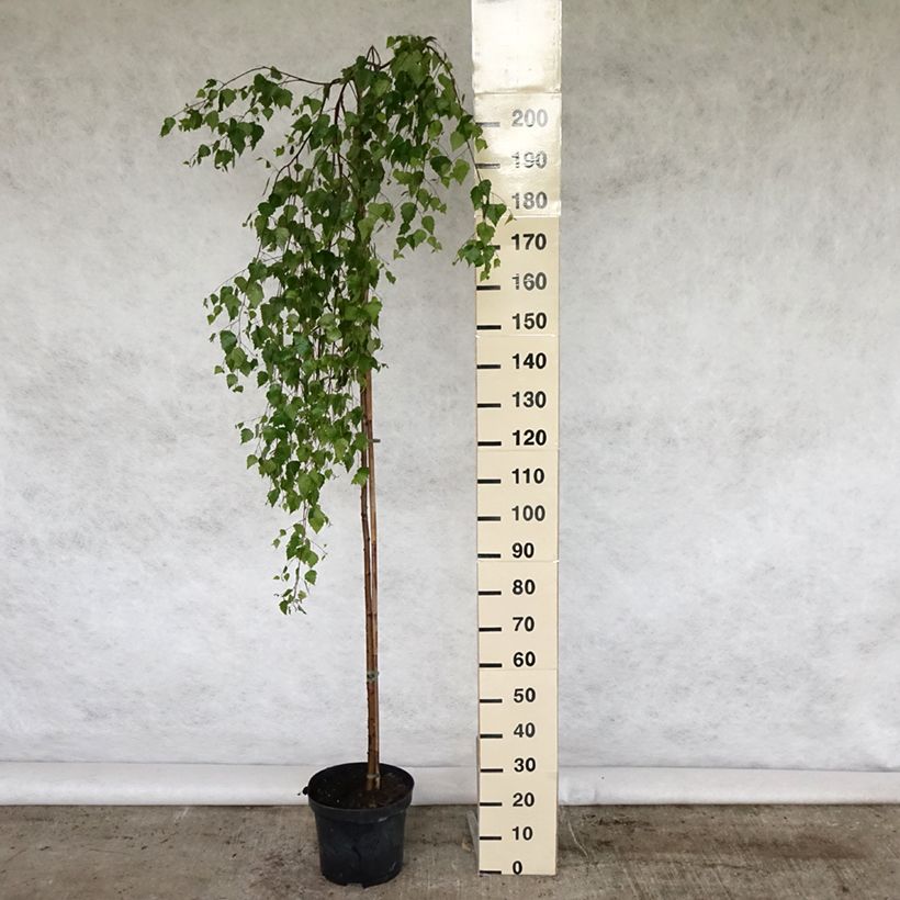 Amostra de Betula pendula Youngii Vaso de 7,5 L/10 L tal como entregue na primavera