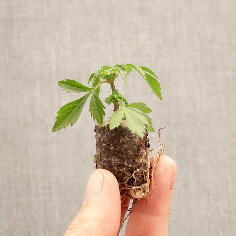 Amostra de Bidens Bee White Mini-torrão Ø 3/4 cm tal como entregue na primavera