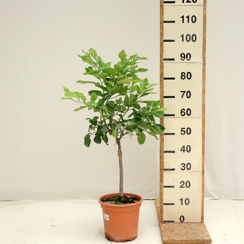 Amostra de Laranjeira-amarga Bizzarria - Citrus medica x aurantium Vaso de 6 L/7 L, 1/4 de haste tal como entregue no verão