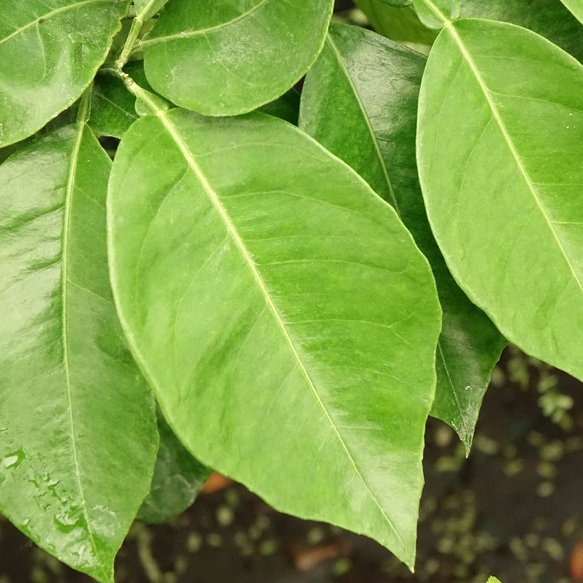 Laranjeira-amarga Bizzarria - Citrus medica x aurantium (Folhagem)