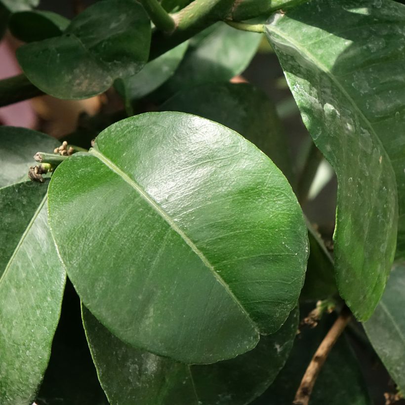 Laranjeira-azeda Bouquet de Fleur - Citrus aurantium (Folhagem)