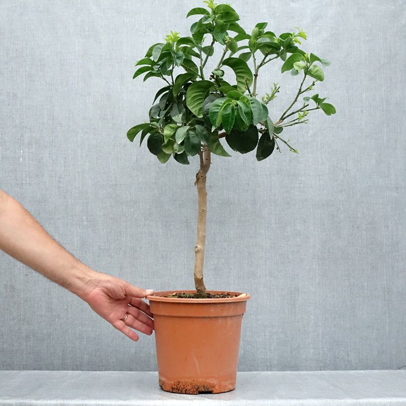 Amostra de Bigaradier Bouquet de Fleur - Oranger amer Vaso de 6 L/7 L, 1/4 de haste tal como entregue no verão