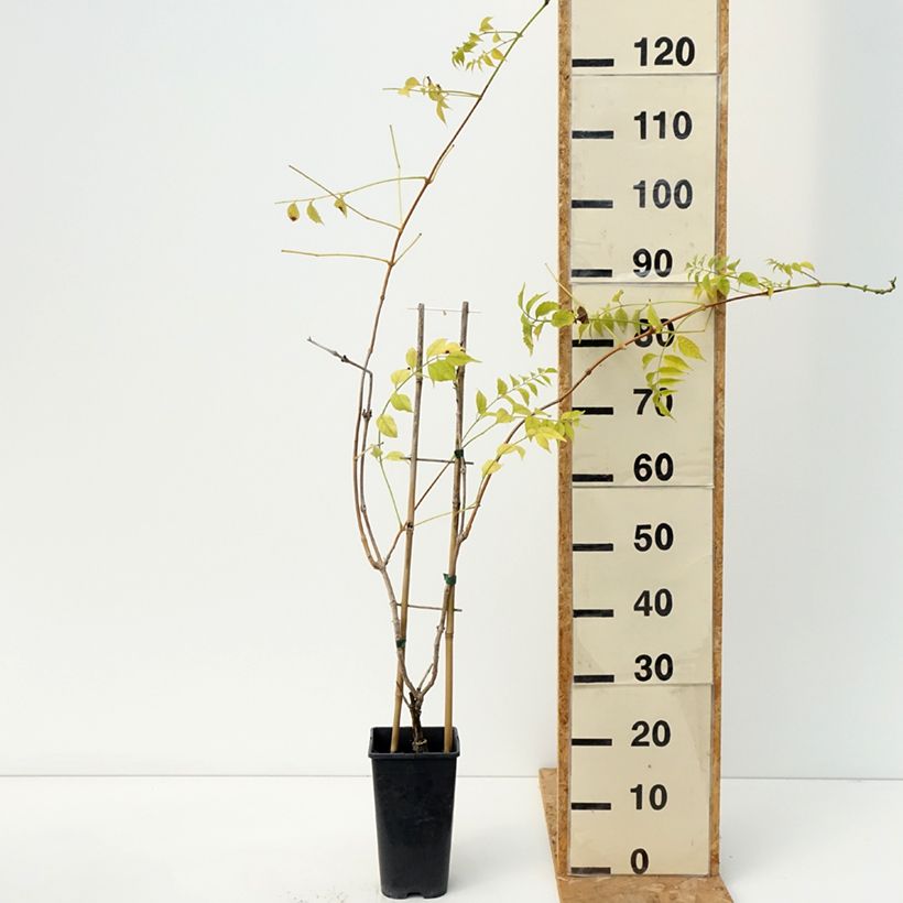 Amostra de Bignónia Golden Trumpet Vaso de 3 L/4 L tal como entregue no outono