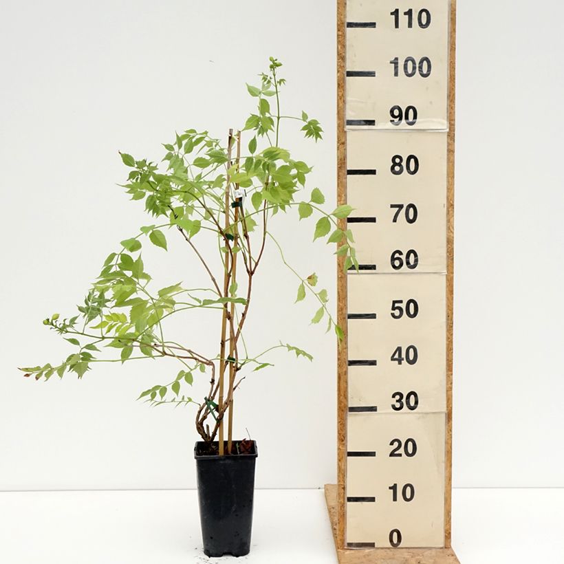 Amostra de Bignónia Golden Trumpet Vaso de 3 L/4 L tal como entregue no verão