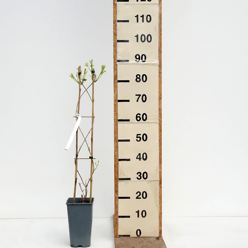 Amostra de Bignónia Golden Trumpet Vaso de 3 L/4 L tal como entregue na primavera