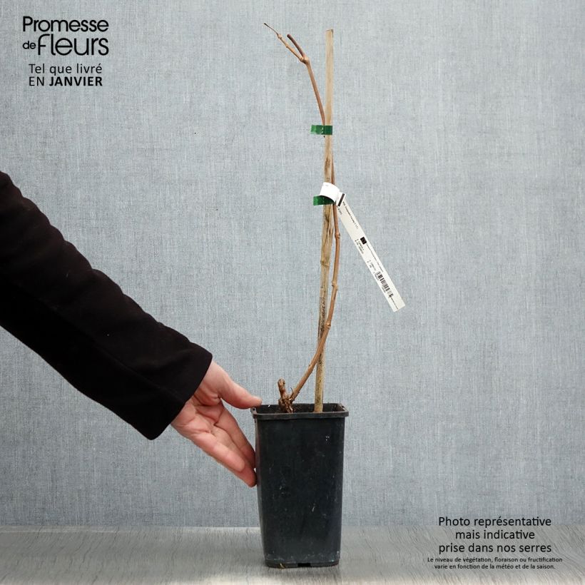 Amostra de Bignónia Orangeade Vaso de 1,5 L/2 L tal como entregue no inverno